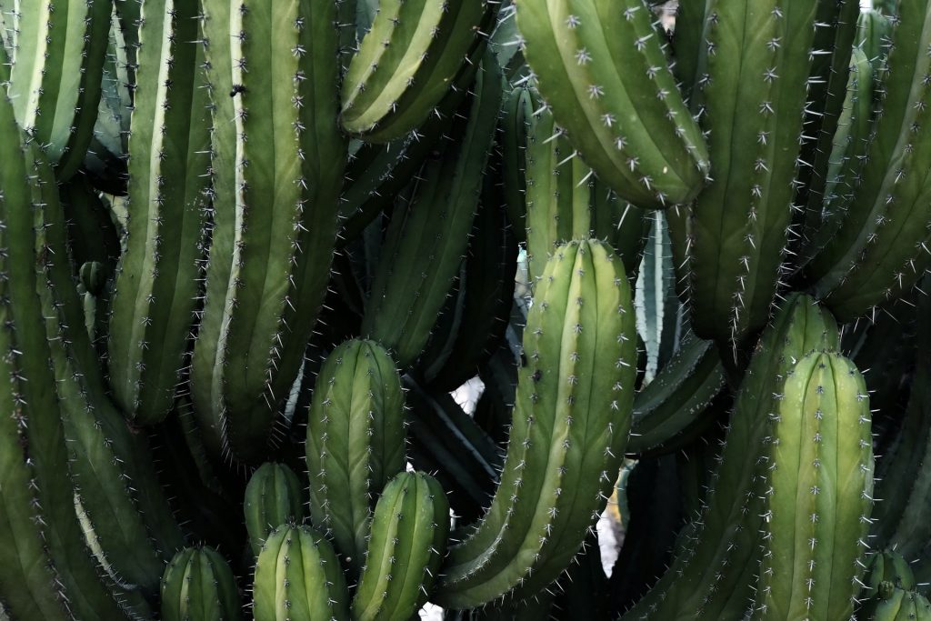 Sharp cactus picture to represent acupuncture in Melbourne