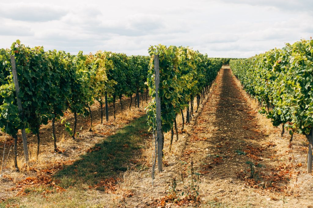 Picture of wine orchards on a beautiful day with vines stretching into the distance, which is the view from The Farmhouse accommodation in the Yarra Valley