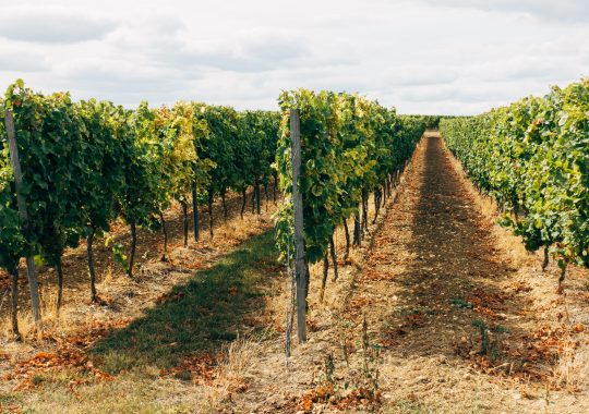 Picture of wine orchards on a beautiful day with vines stretching into the distance, which is the view from The Farmhouse accommodation in the Yarra Valley