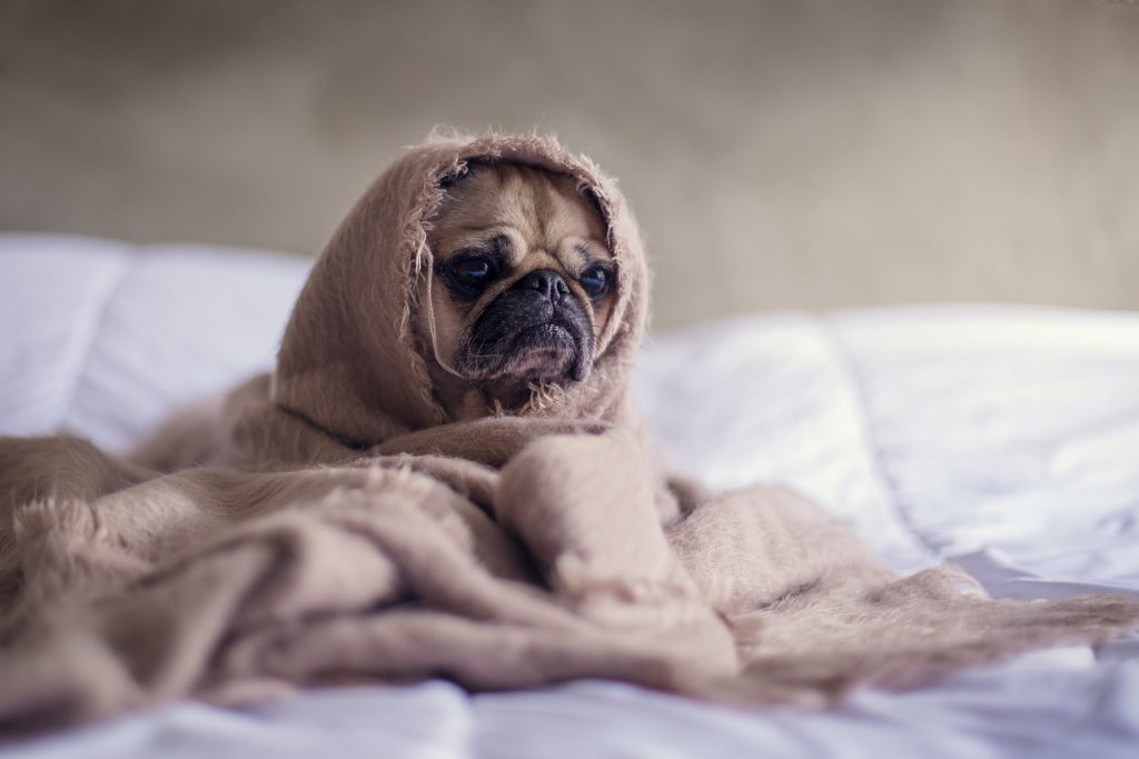 Picture of a pug dog wrapped in a beige blanket sitting on a plush white bed, staying in pet friendly hotels in Melbourne