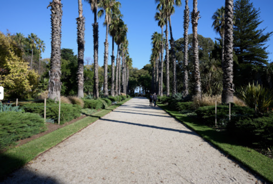 Picture of the Williamstown Botanic Gardens, with the iconic palms framing the avenue that runs through the garden