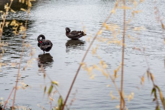 Picture of the swans in the Williamstown Beach Victoria area