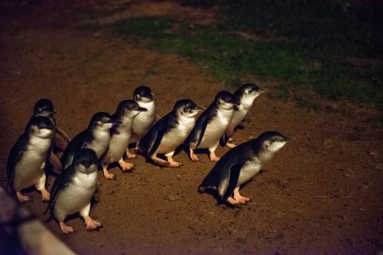 Picture of Phillip Island penguins making the nightly walk in Cape Woolamai