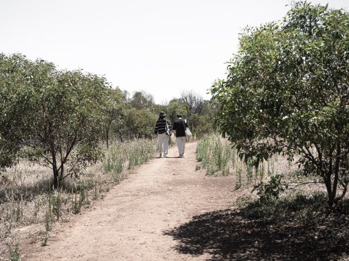 Picture of Werribee Gorge circuit track with a natural path in the middle of the picture and bushy, natural surrounds on either side as two hikers walk down the path