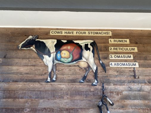 Farm in Bundoora - A diagram of a cow at Bundoora Park Farm for school children to read and learn