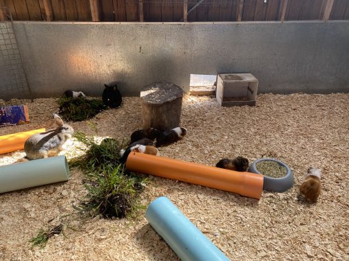 Picture of rabbits and guinea pigs in the rabbit barn at Bundoora Park Farm