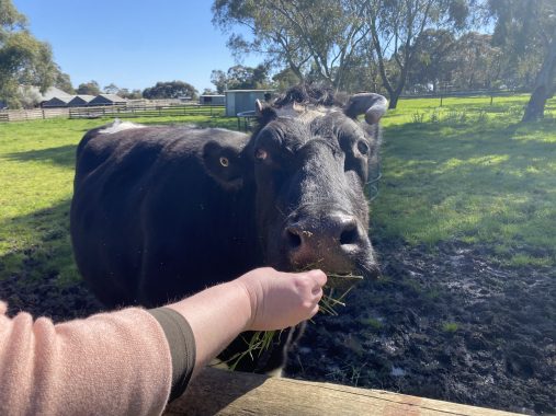 Picture of a cow eating food during the animal feeding at Bundoora Park Farm and cafe photos