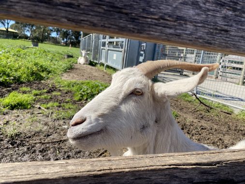 Picture of a goat waiting to be fed during the daily feeding at Bundoora Park Farm