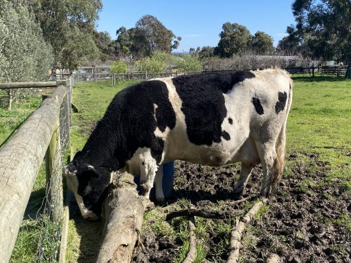 Picture of the cow Chelsea at Bundoora Park Farm and cafe photos