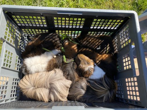 Bundoora farm animals - Picture of a guinea pigs in a crate at Bundoora Park Farm