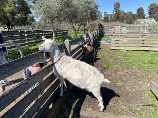 Picture of a goat waiting for the animal feeding at Bundoora Park Farm