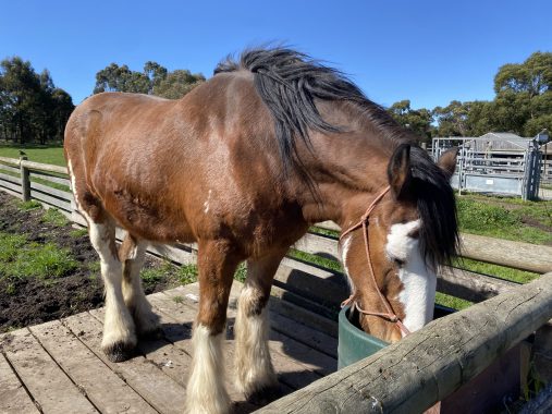 One of the animals at Bundoora animal farm - Picture of a horse eating food at Bundoora Park Farm