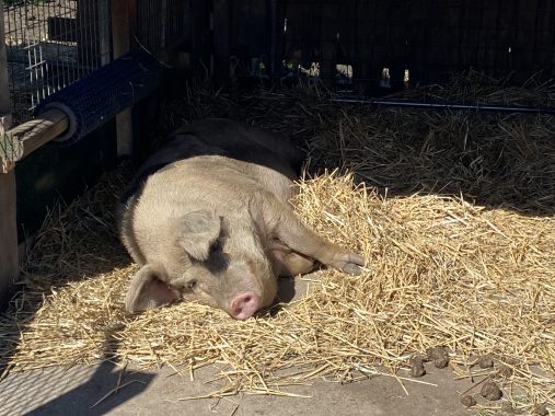 Picture of a pig lying down in the pig barn at Bundoora Park Farm