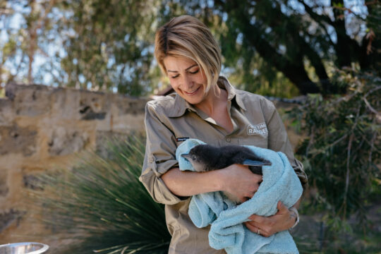 Picture of a woman nursing a penguin, cared for as part of the Part Time Rangers program