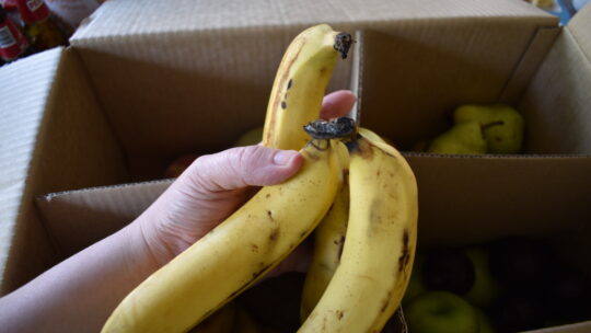 Picture of three bananas from a Good and Fugly fruit box delivery in odd shapes and slight bruising