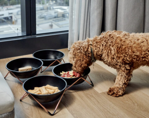 Dog enjoying pet accommodation package at AC Hotel