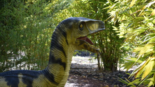 A raptor dinosaur at Oasis Berry Farm dinosaur garden at Yarra Valley