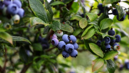 Oasis Berry Farm blueberries on bush