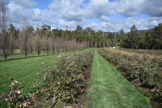 Blueberry bushes at Oasis Berry Farms