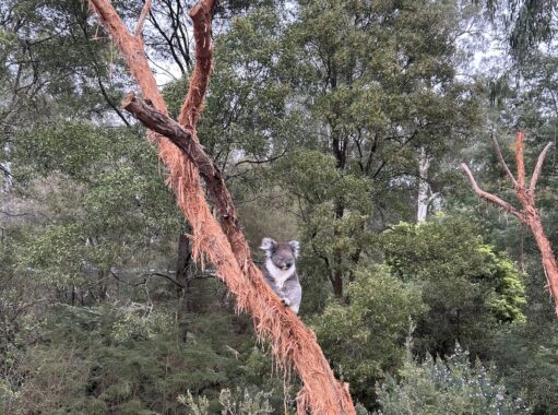 Koala in a tree at Healesville Sanctuary in the Yarra Ranges area