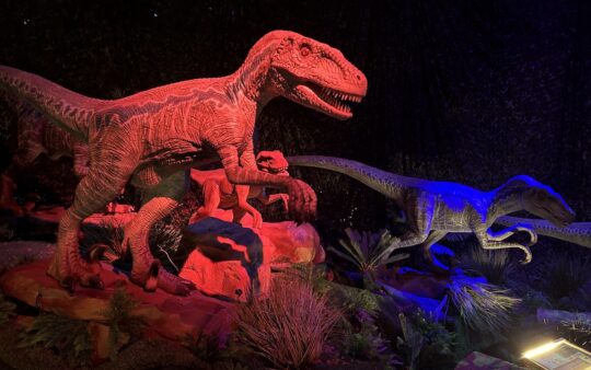 Three Velociraptors positioned to be running under red and blue light at Dinos Alive Melbourne