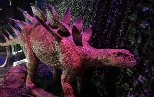 Stegosaurus standing in-front of a green jungle screen, with red light above illuminating the dinosaur at Dinos Alive in Brunswick