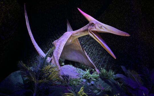 Large Pterodactyl sitting on an artificial jungle flooring at Dinos Alive exhibit in Brunswick